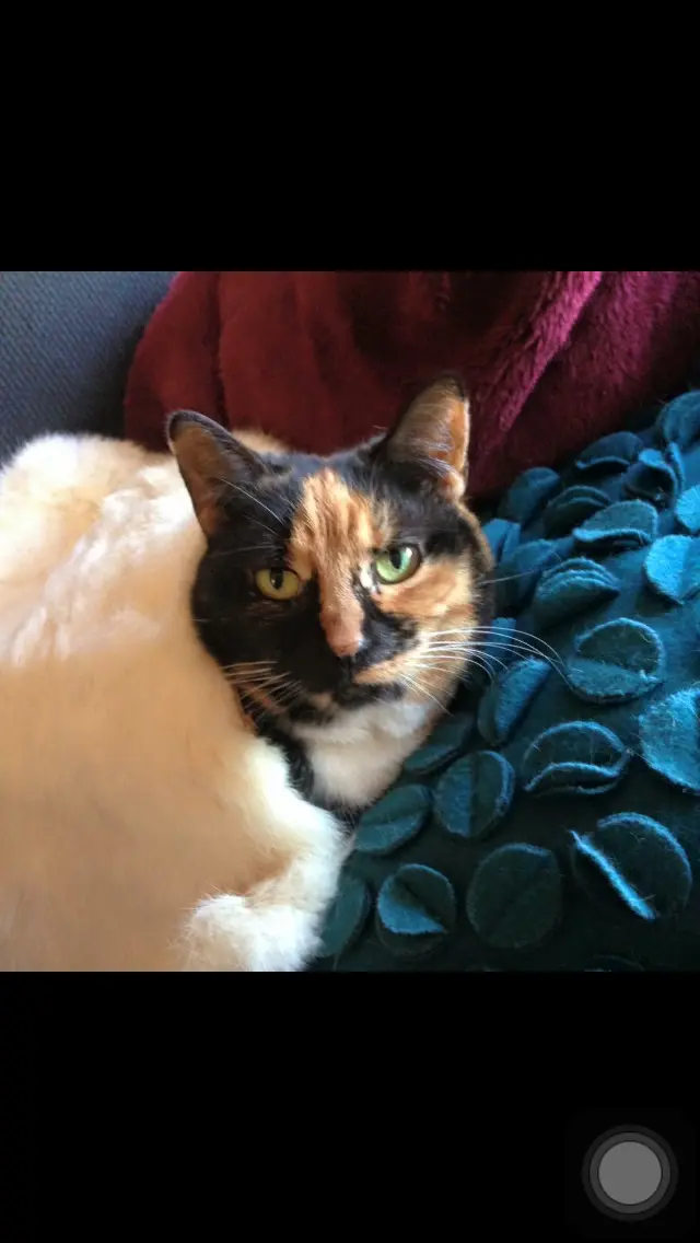 Tortie princess in cushion palace