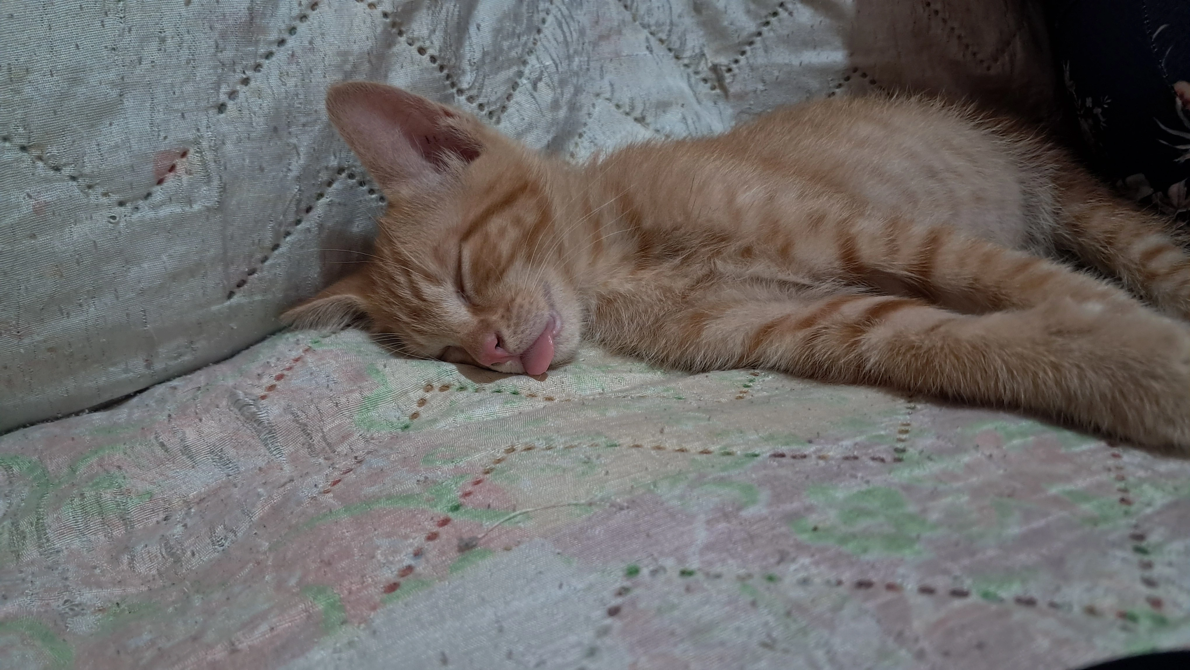 Small orange cat sleeping with tongue out
