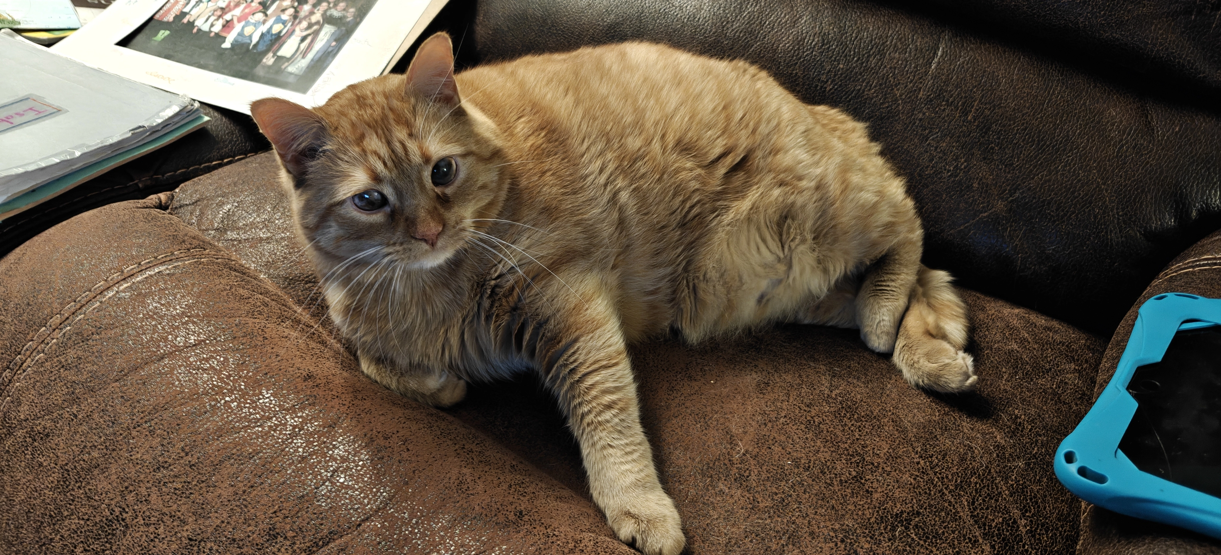 A honkin' round orangey boi.